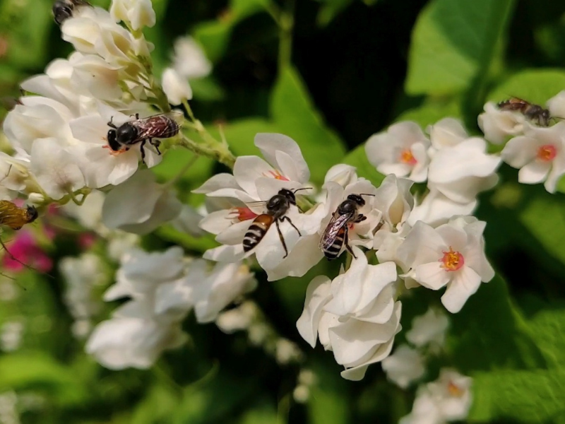 Abelhas pretas de abdômen com listras brancas pousadas sobre um arbusto com flores brancas e miolo laranja. 