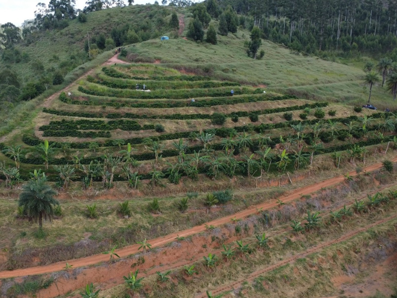 Pés de café plantados em fileiras horizontais no topo de um morro, alternadas com fileiras de bananeiras. 