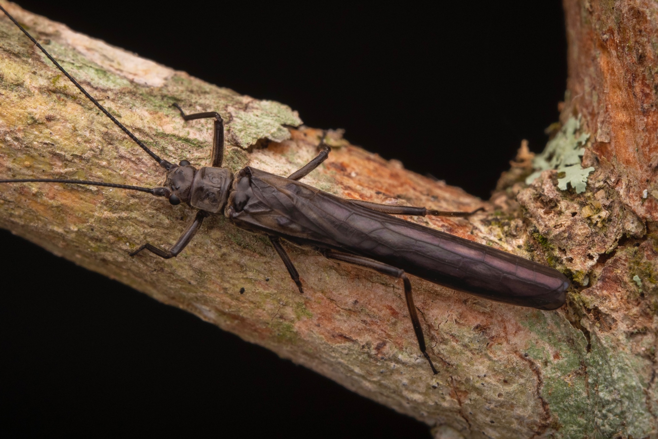 Foto - Portal da UFV Inseto marrom escuro de corpo muito longo, grandes olhos esféricos e compridas antenas pretas, sobre um galho.