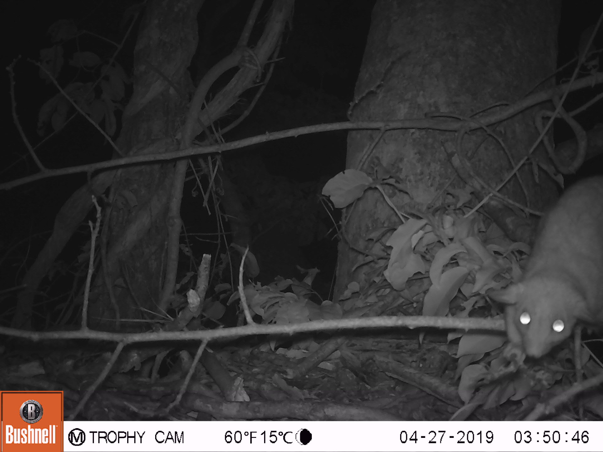 Foto noturna rente ao solo, com galhos e folhas caídos. No canto direito, um roedor de olhos brilhantes se aproxima. 