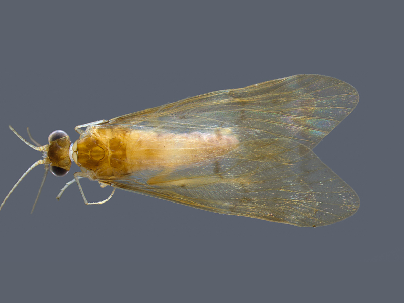 Mosca amarelo claro sobre fundo cinza. As antenas e patas são curtas e segmentadas. As asas são transparentes. 