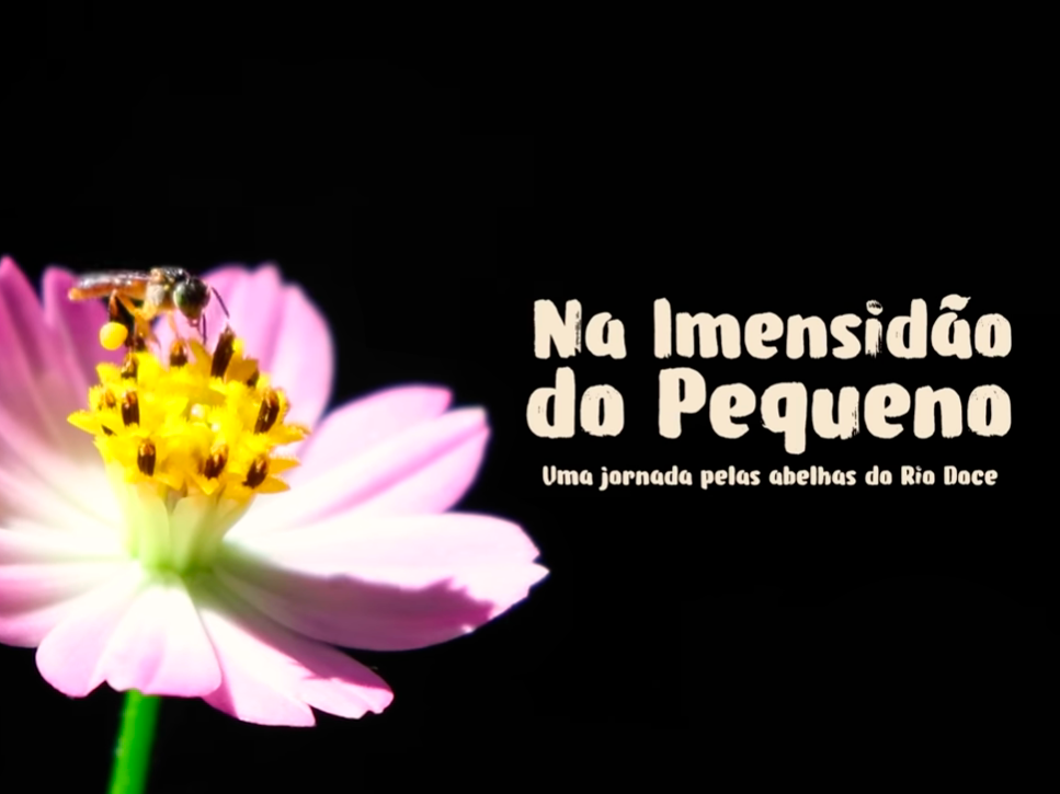 Fundo preto e foto de flor cor de rosa com abelha no miolo.