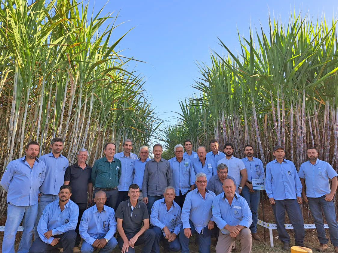 Representantes da UFV e da Ridesa em meio a uma grande plantação de cana-de-açúcar. Quase todos estão de camisa azul claro.