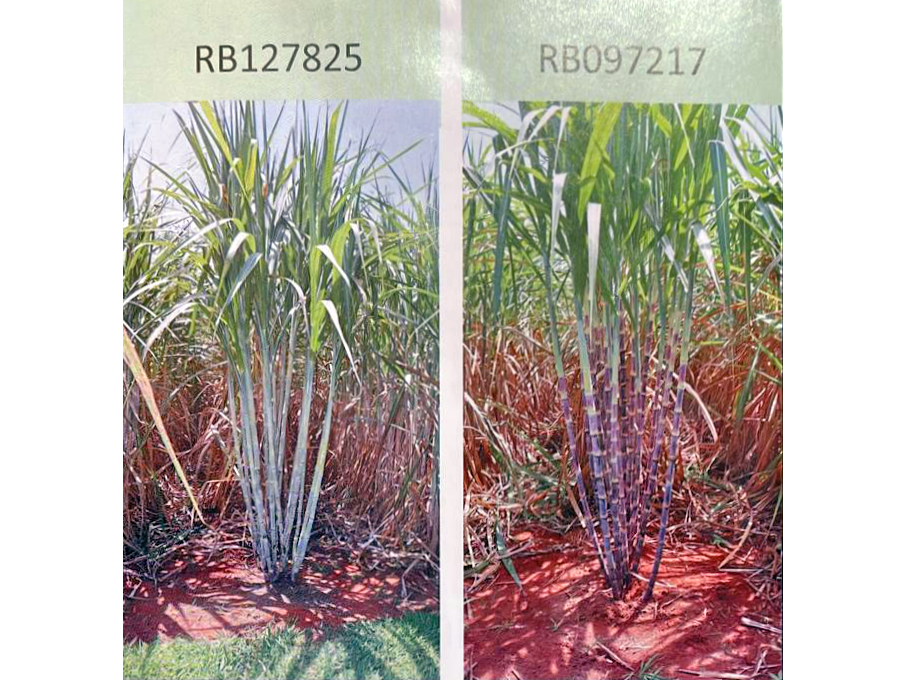 À esquerda, foto da variedade RB127825, com caule mais branco. À direita, a RB097217, de caule mais avermelhado.