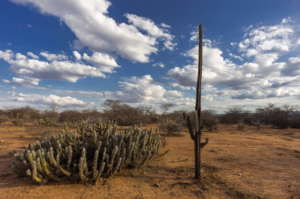 Foto de uma paisagem com chão de terra seca, um grupo de cactos baixos à esquerda e um alto à direita. 