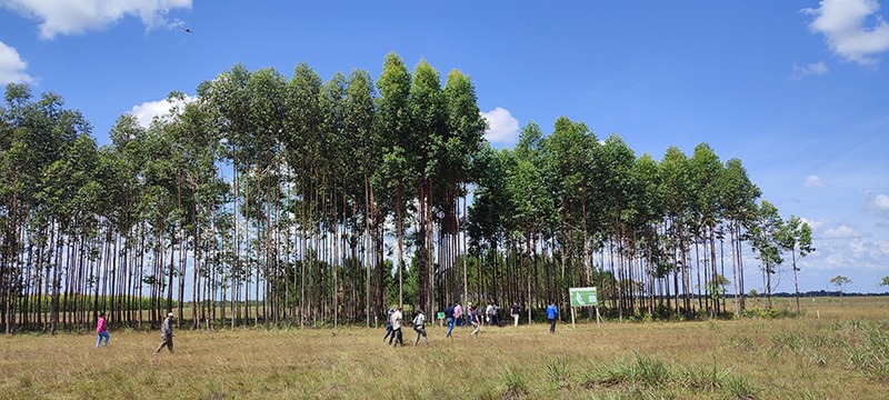 Dia de céu claro. Área ampla e plana de vegetação rasteira com vários eucaliptos novos. Pessoas caminham ao redor deles. 