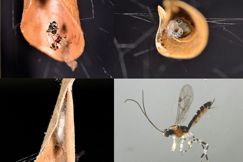 Montagem de 4 fotos, já decritas na legenda. O parasitóide é um inseto alado preto e laranja com patas brancas e longas antenas. 