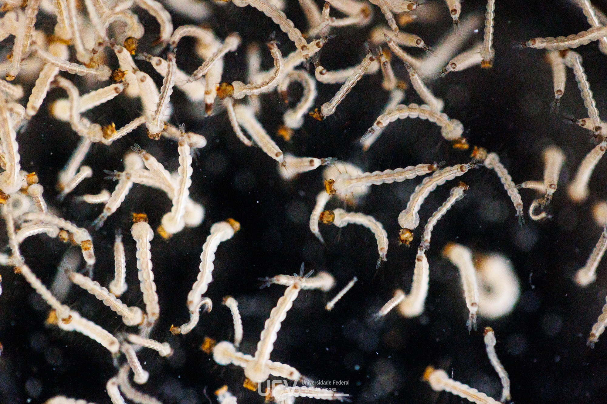 Inúmeras larvas brancas com cabeça laranja flutuando em líquido transparente. 