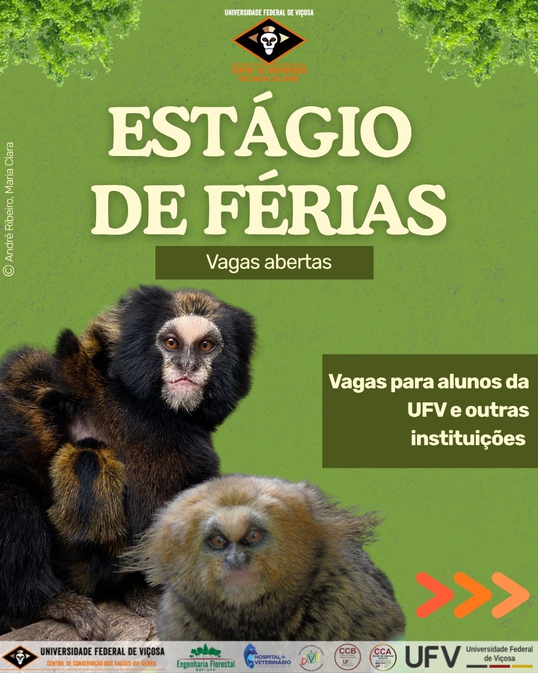 Sobreposição de fotos de dois miquinhos, um preto e um amarelo claro, ambos olhando na nossa direção. 