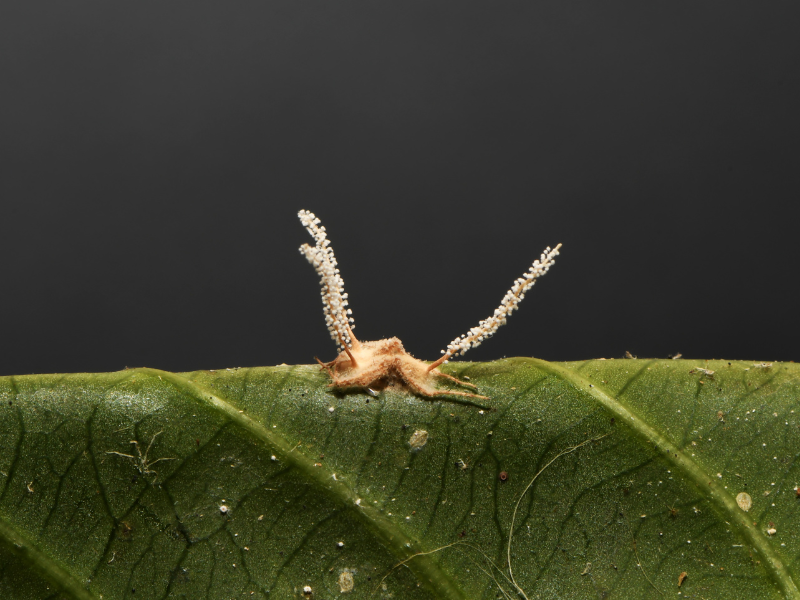 Foto do portal da UFV
