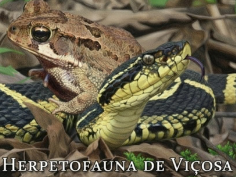 Foto do portal da UFV
